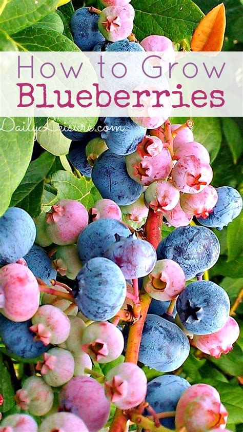 How To Grow Blueberries Daily Leisure Grow Blueberries Fruit