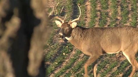 Giant Kansas Whitetail Youtube