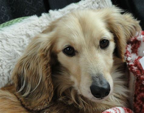 English creams almost always have a significant line of champions and imported dogs in their pedigree. Liam. English Cream Long Haired Dachshund. | Long haired ...