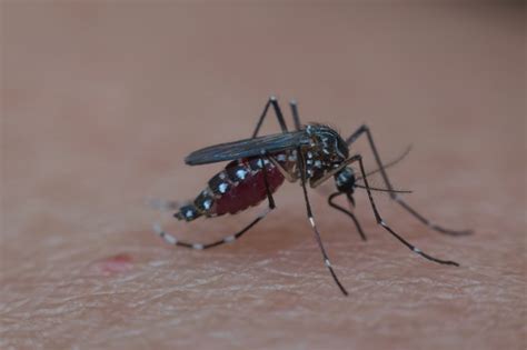 Premium Photo Smashed Mosquito Aedes Aegypti Sucking Blood To Died