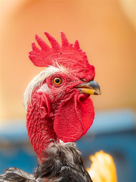 Rate My Cock Photo Rphotographs