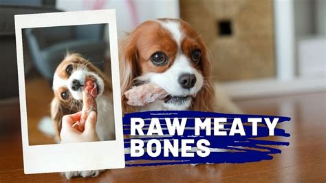 Are Raw Meaty Bones Safe The 7 Detailed Answer