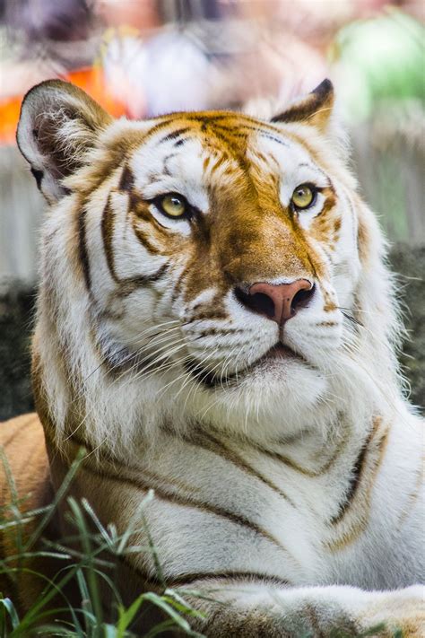 Photographer Chasen West Beautiful Bengal Tiger From Busch Gardens