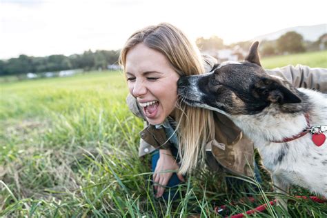 Why Do Dogs Lick You The Surprising Answer Tractive