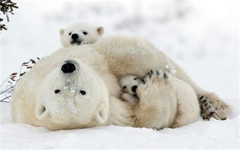 polar bear reproduction wwf arctic