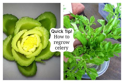 The Comfy Crafter Quick Tip Never Buy Celery Again How To Grow Your