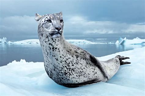 Leopard Seal Rhybridanimals