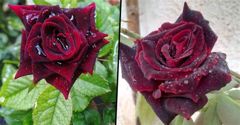 You Can Now Plant Blood Red Rose Bushes That Give Off Flawless Gothic