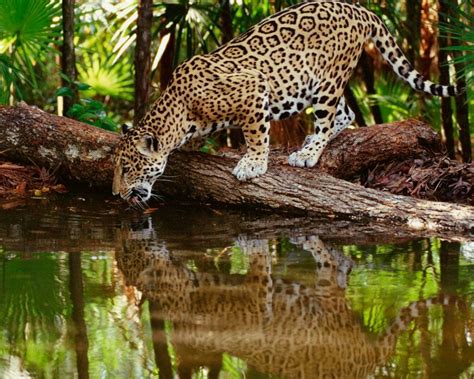 Jaguar Fallen Tree Drink Water Reflection Computer Hd