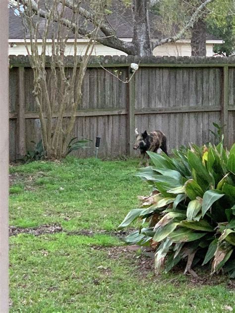 Watch Atascocita Dad Wrangles Feral Hog After It Chases After Daughter