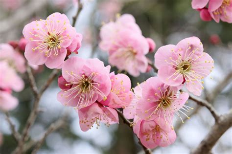 Pink Plum Blossom Ganref