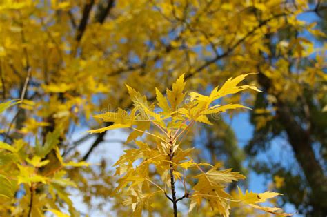 Yellow Autumn Leaves On The Tree Stock Photo Image Of Forest Festive