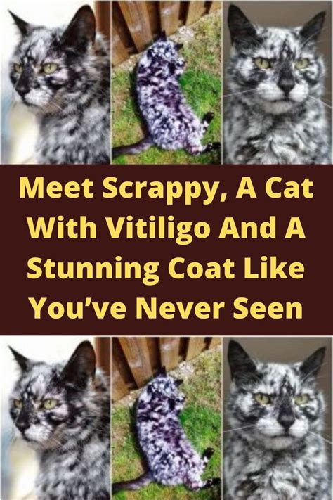 Meet Scrappy A Cat With Vitiligo And A Stunning Coat Like You Ve Never Seen Artofit