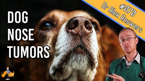 Dog Nasal Tumors What You Need To Know About This Cancer — Our Pets
