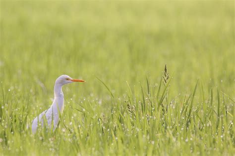 Free Images Nature Outdoor Marsh Walking Dew Bird White Field