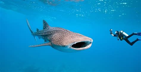 Top 9 Best Places For Swimming With Whale Sharks Diviac