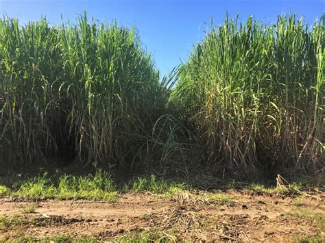 Also available in round/square shape in various sizes. Turning up the heat for weed control | Crop Science ...