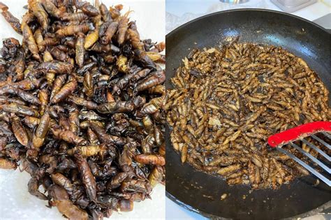 Take one of the thousands of these addictive cricket quizzes and prove it. Camaru (Mole Crickets) two ways - Tita Meg Cooks