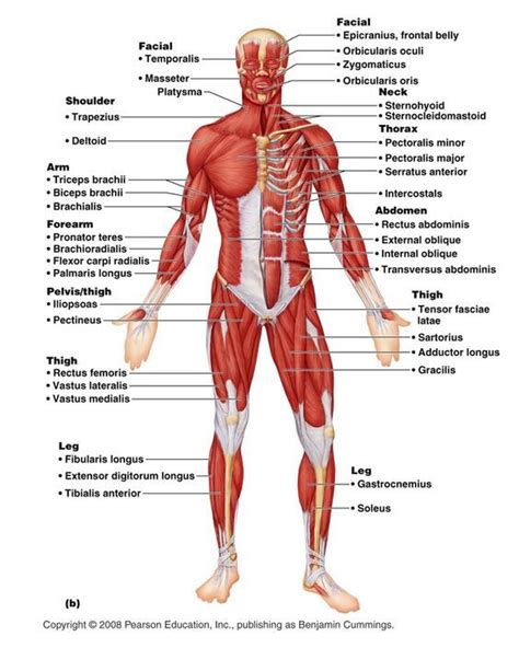 All muscles maintain some amount of muscle tone at all times, unless the muscle has been disconnected from the central nervous system due to nerve damage. system diagram labeled 209 Human Muscular System Diagram ...