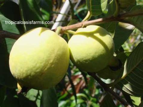 Here we provide fruit trees for sale in many sizes and types. Sub-Tropical Fruit Trees