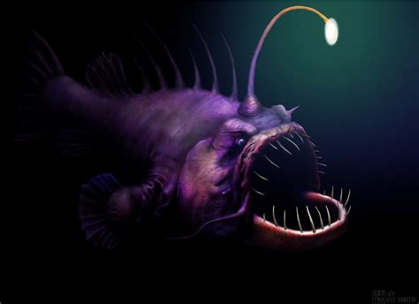 Anglerfish Wallpapers Top Free Anglerfish Backgrounds Wallpaperaccess