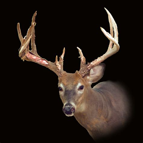 Charles Deer Man Black Whitetail Rack Ranch 2 Year Old Bucks