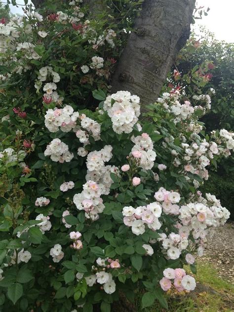 Alternately, hollyhock may flower during its first year if planted early enough, which proves that it may be an annual. rosier PERENNIAL BLUSH | Tuin, Buiten