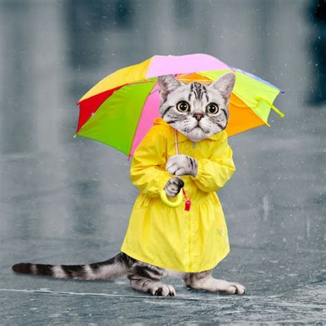 Create Meme Sad Cat In The Rain Cat Cat Under Umbrella Figure
