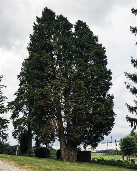 Atlantic White Cedar — Gathering Growth