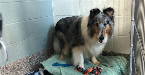 Seven Lassie Collies Rescued In Maine Up For Adoption In