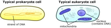 In addition to the absence of a nucleus, their genomes are less complex and they do not contain cytoplasmic organelles or. The Simplest Cell