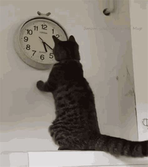 Cat Changing The Clock Changing The Time  Catchangingtheclock