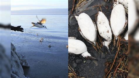 Marine Heat Wave The Blob Kills 1 Million Pacific Seabirds Largest