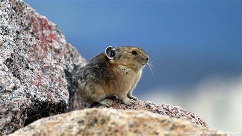Interesting Facts About Pikas Just Fun Facts
