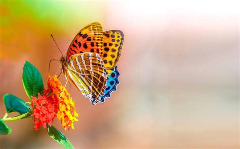 Colorful Butterfly Hd Wallpaper Background Image