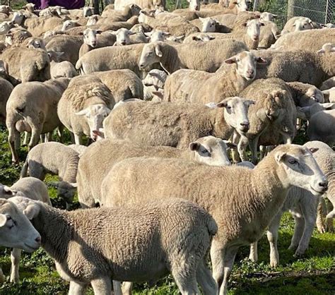 Shedding Sheep Wiltipoll And Dorper Rams And Ewes Livestock Gumtree
