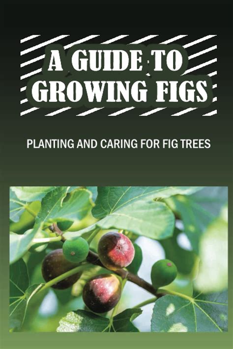 Buy A Guide To Growing Figs Ing And Caring For Fig Trees Growing Fig