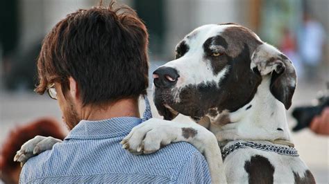 Un Reciente Estudio Demuestra Que Los Perros Entienden Lo Que Les