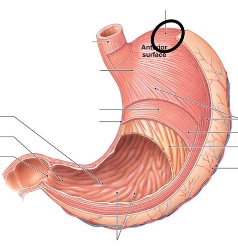 Internal Structure Of The Stomach Flashcards Memorang