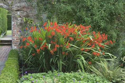 A Big Patch Of Lucifer Crocosmia In Bloom With Bright Red Flowers Low