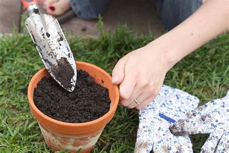 Caring For A Fuchsia In A Pot Garden Made Simple