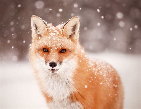 Red Fox And Falling Snow Fox In Snow Winter Animals Animal Photo
