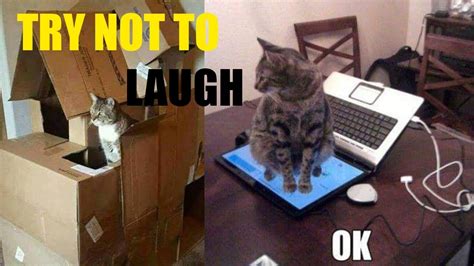 Funny Cats Memes Try Not To Laugh 2 Youtube