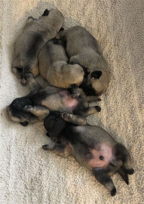 Baby Pugs Newborn Puppies Baby Pugs Pug Puppies