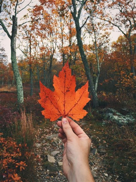 Pin By Makayla Yoakum On Fallother Seasons Autumn Photography