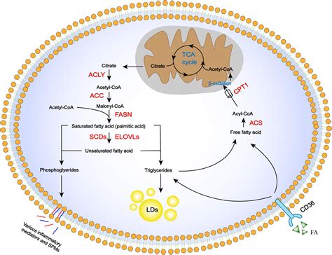 Frontiers Fatty Acid Metabolism And Idiopathic Pulmonary Fibrosis