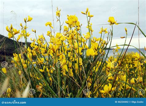 Yellow Mountain Flowers Stock Photo Image Of Flores 46234442