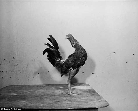 Dramatic Pictures From The Brutal World Of Cockfighting Daily Mail Online