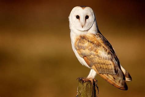 Barn Owl Animal Facts For Kids Characteristics And Pictures