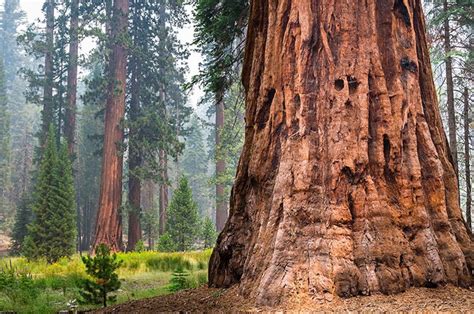 The Giant Sequoia Sequoiadendron Giganteum The Biggest Tree In The